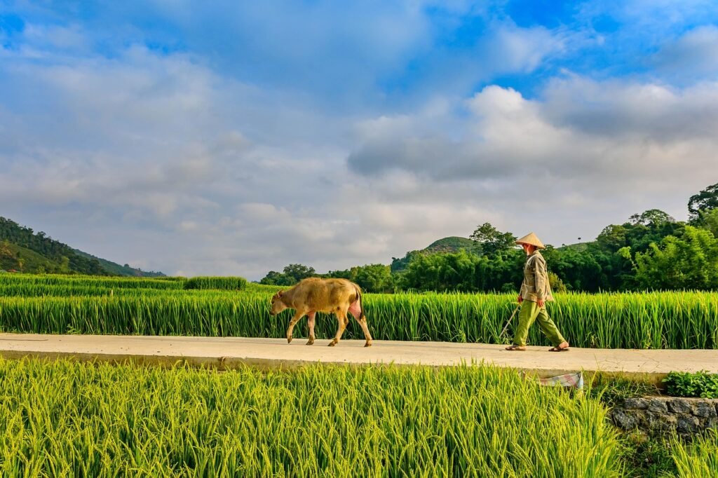 buffalo, man, field, road, paddy field, silk, mountain, nature, hill, rice, planting, clouds, laos